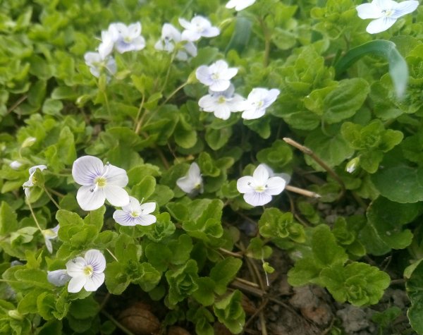 Veronica filiformis 3