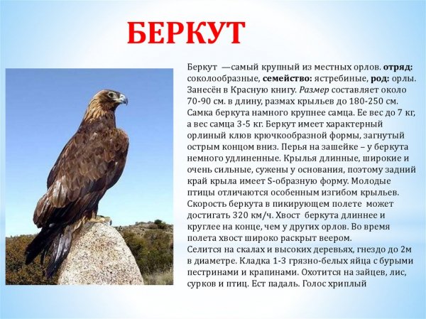 Беркут