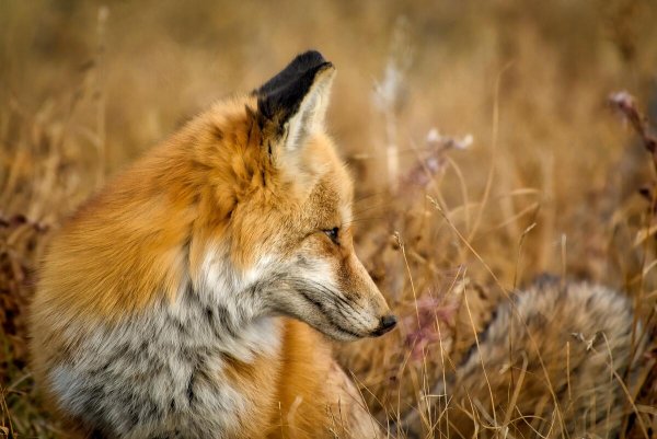 Landscape-nature-animal-country-ouoi