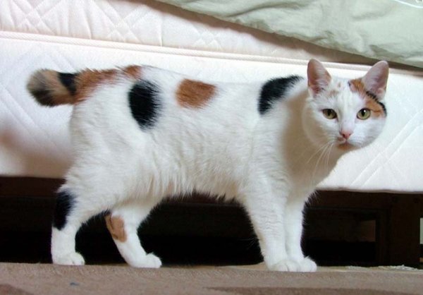 Japanese Bobtail looking like Manx 2