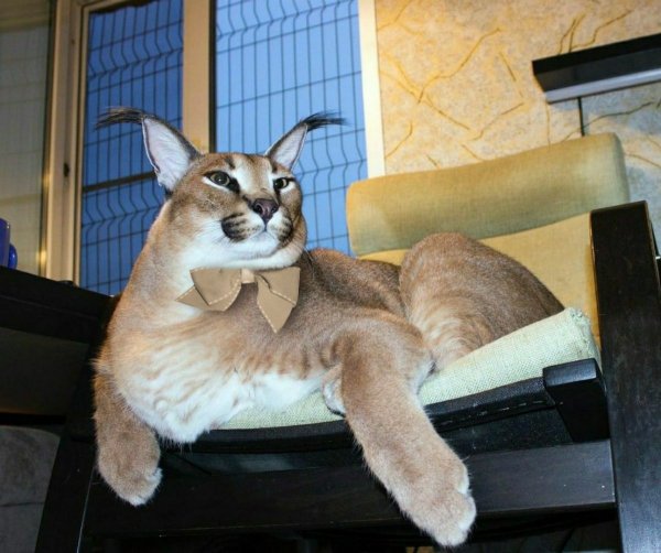 Animals-pibig-info-p-ispanskii-kot-zhivotnie-vkontakte-53