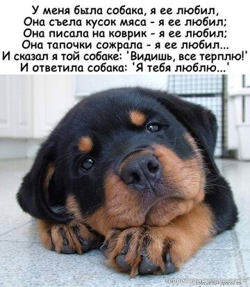 Ljubimaja sobaka