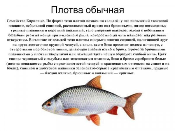 Плотва