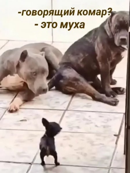 Это муха