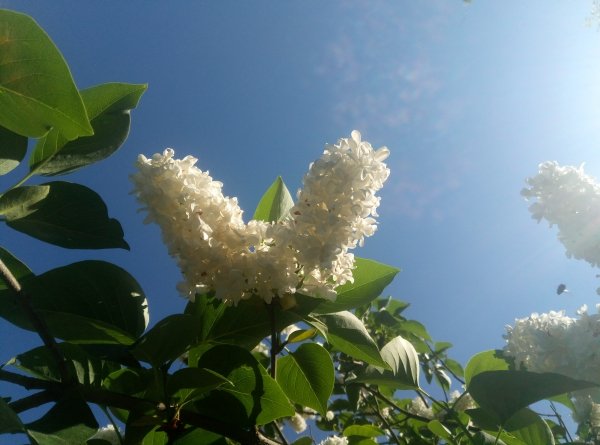 White syringa in the morning 3