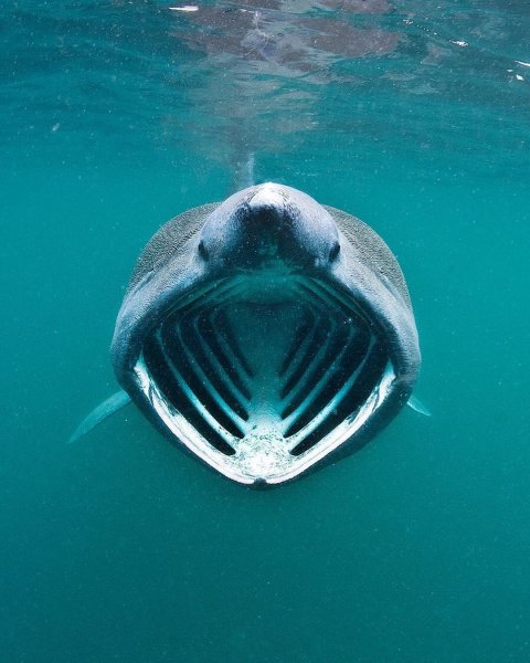 sea~p~CVLxD5xIELk~2