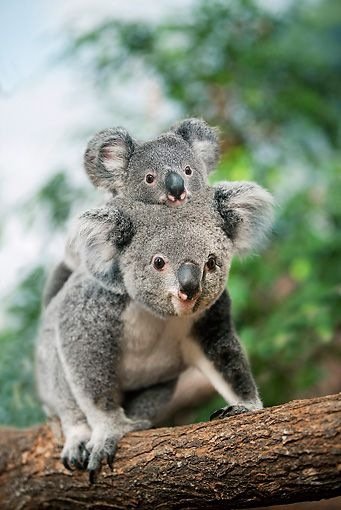 Коалы