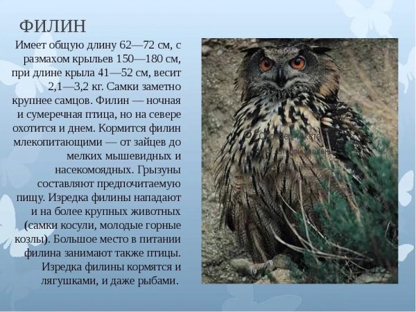 Филин