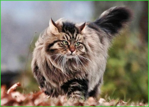 Sibirskaya Koshka