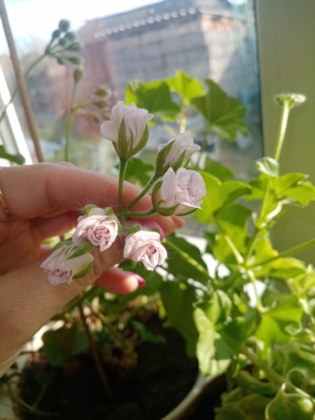 Розевидная герань