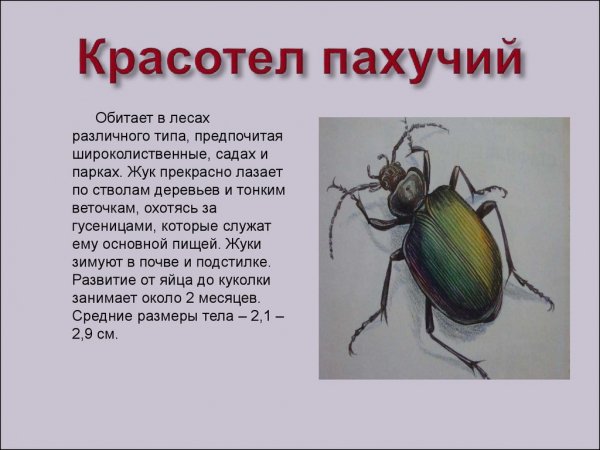 Красотел пахучий