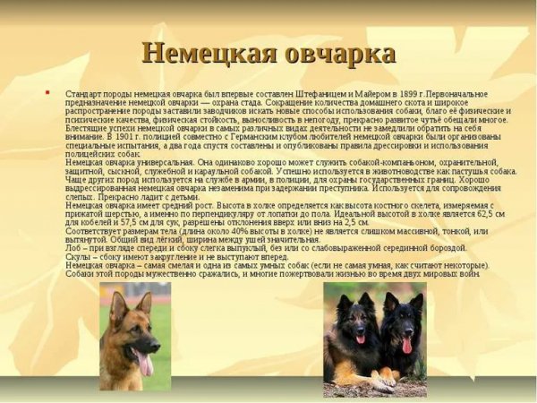 Немецкая овчарка