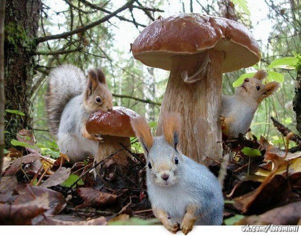 зверушки