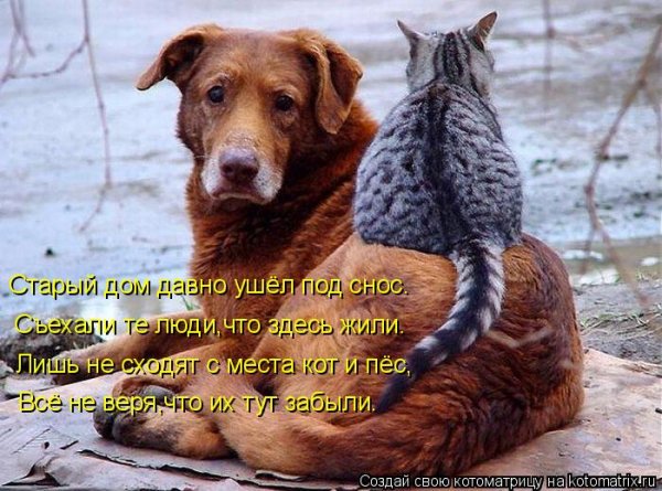 Кот и пес