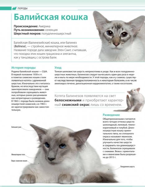 Балийская кошка