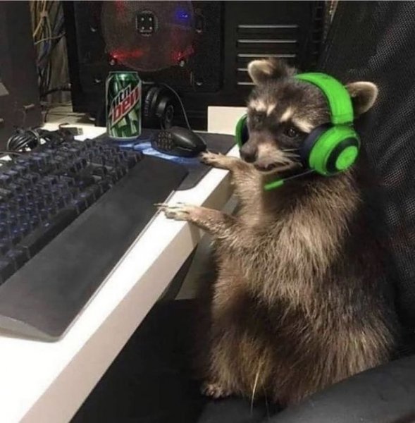 Енот
