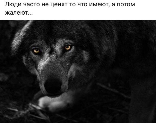 Цитаты Волки