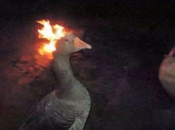 Огнегусь