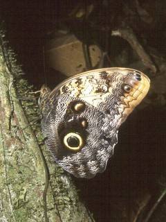 Insects 002