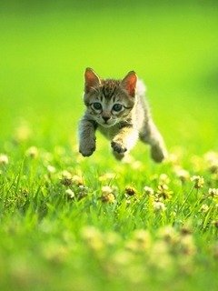 Cats 205