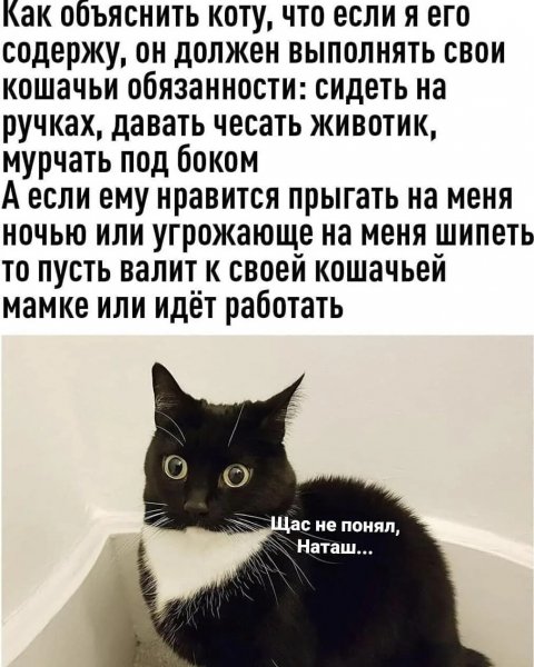 Как объяснить коту...