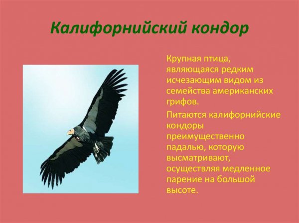 Калифорнийский кондор