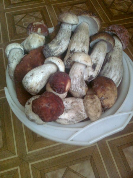 БеЛые 2012г