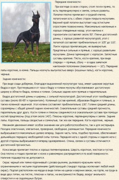 Доберман