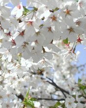 Flowers 004