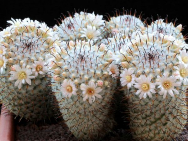 Mammillaria-perezdelarosae3