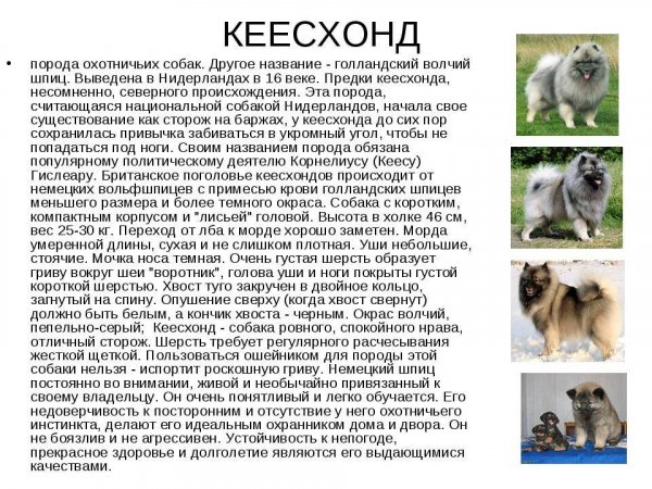 Кеесхонд