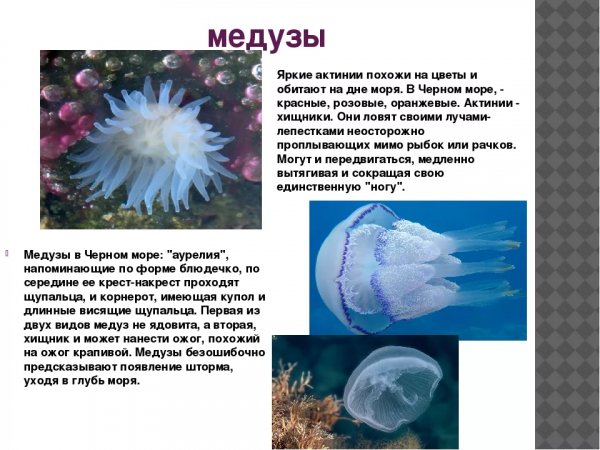 Медузы