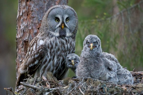 Бородатая неясыть (Strix nebulosa)