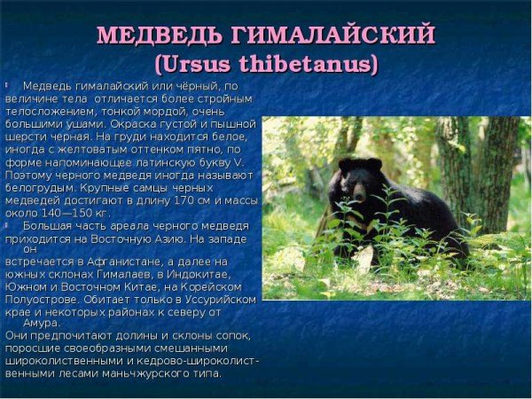 Медведь гималайский