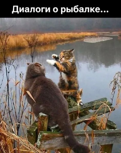 КотЭ)