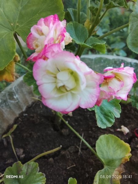 Розевидная герань