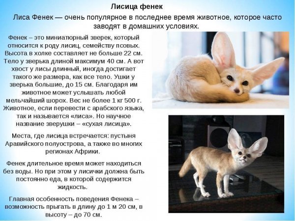 Лисица Фенек