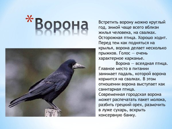Ворона