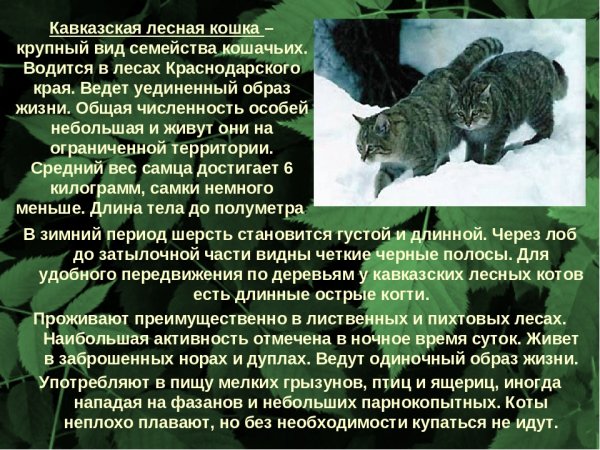 Кавказская лесная кошка