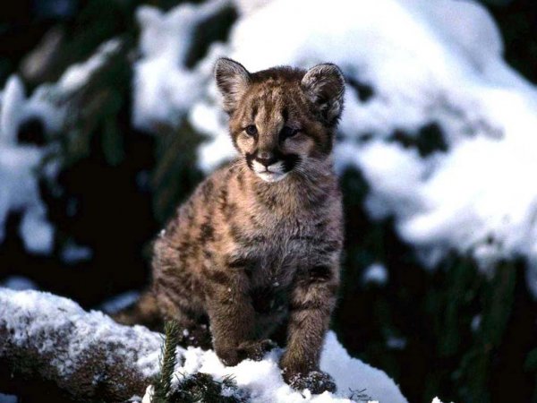 animals 16 1024x768 download-multimedia.com