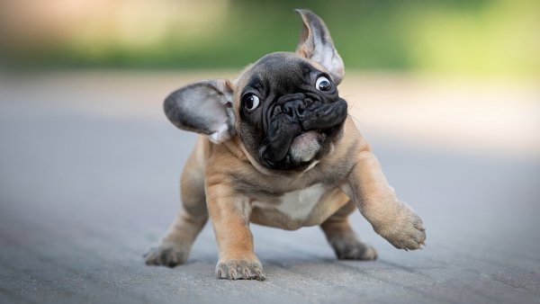 Dogs Funny Bulldog Puppy Bokeh 571468 1920x1080