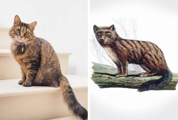 Кошки миациды