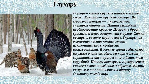Глухарь