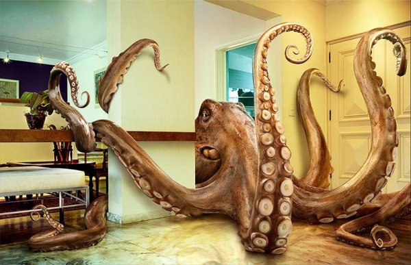 kitchen octopus