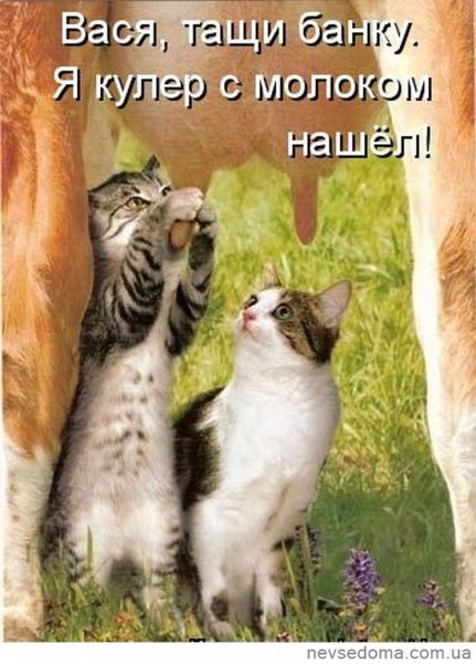 Кулер с молоком