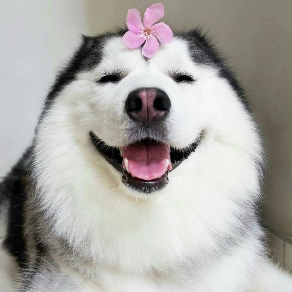 Хаски