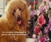 2yxa ru S Dnem Vseh Vlyublennyh Happy Va