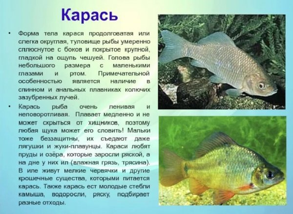 Карась