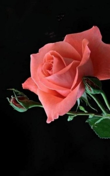 IMG 20240124 081652