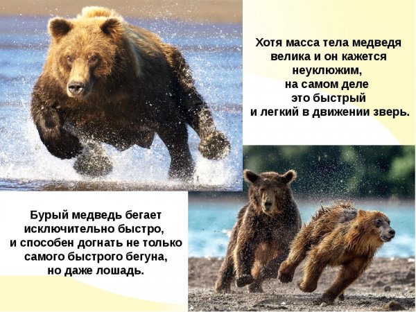 Бурый медведь